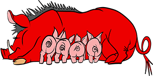 Arkansas Razorbacks
